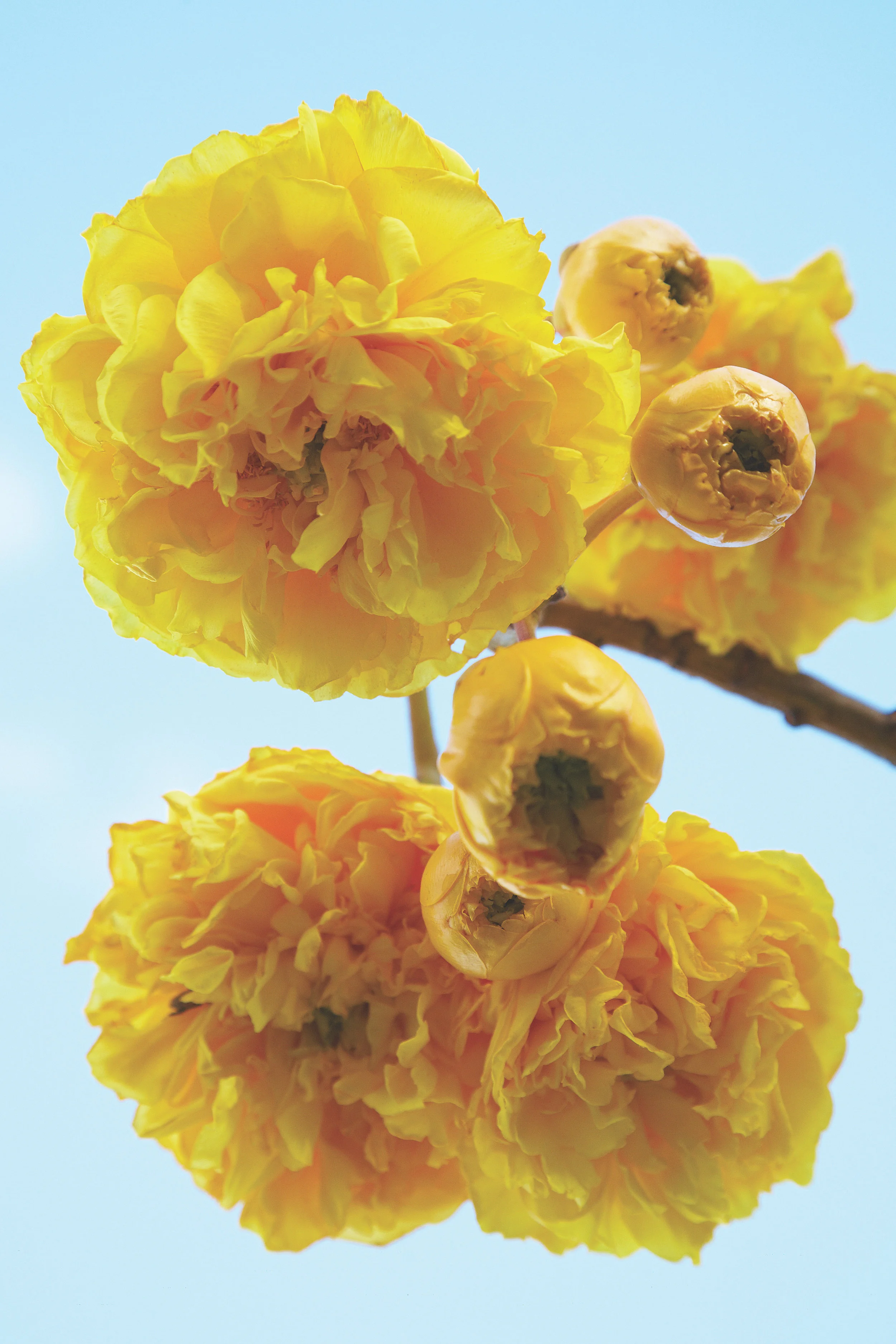 Gallery — MOANALUA GARDENS